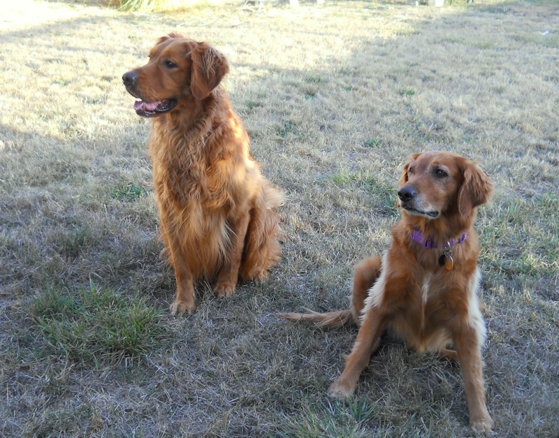 My current dogs.